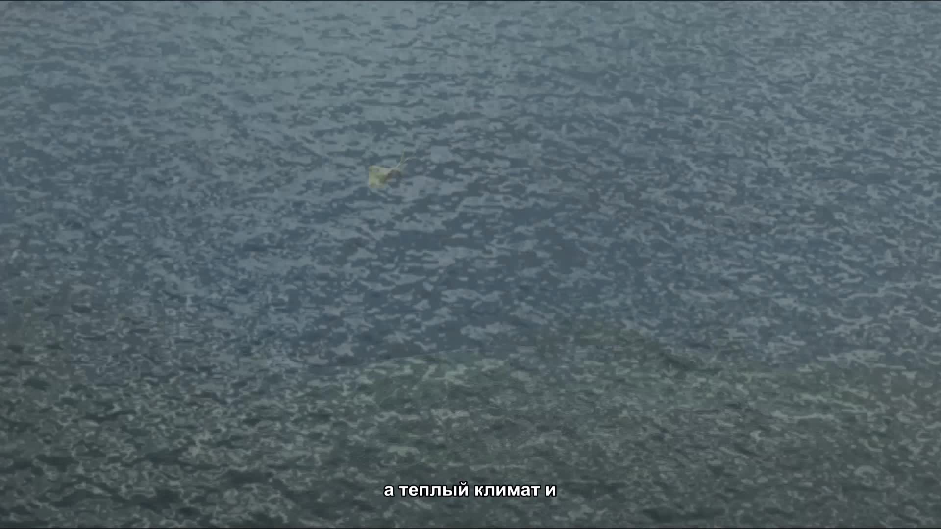 Спасибо небу и земле, что есть цианобактерии!--???????